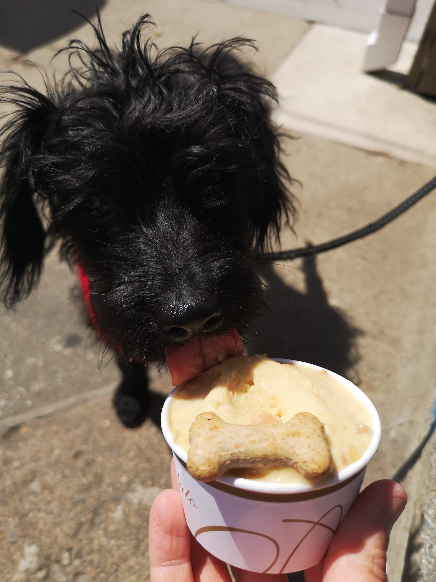 Dog Ice cream at The Bench, St Davids