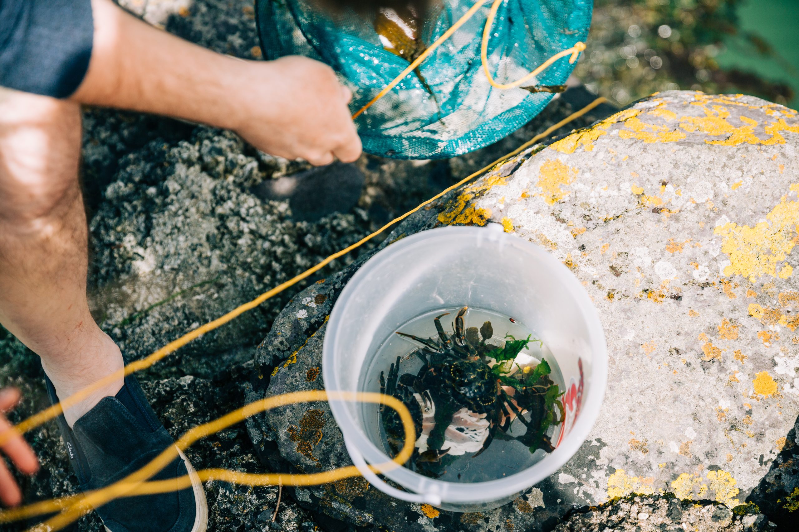 Crabbing, Pembrokeshire