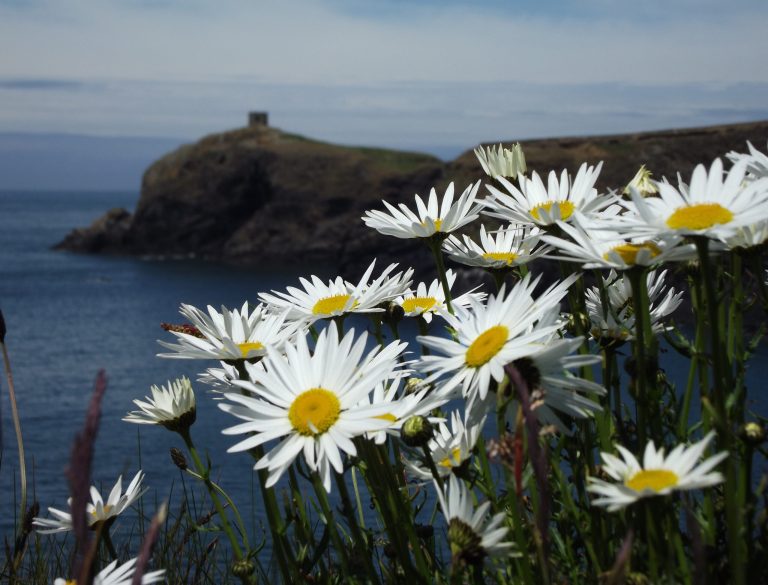 daisies-scaled