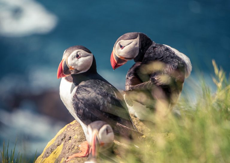 Puffins pexels-brent-olson-5211834-1-scaled