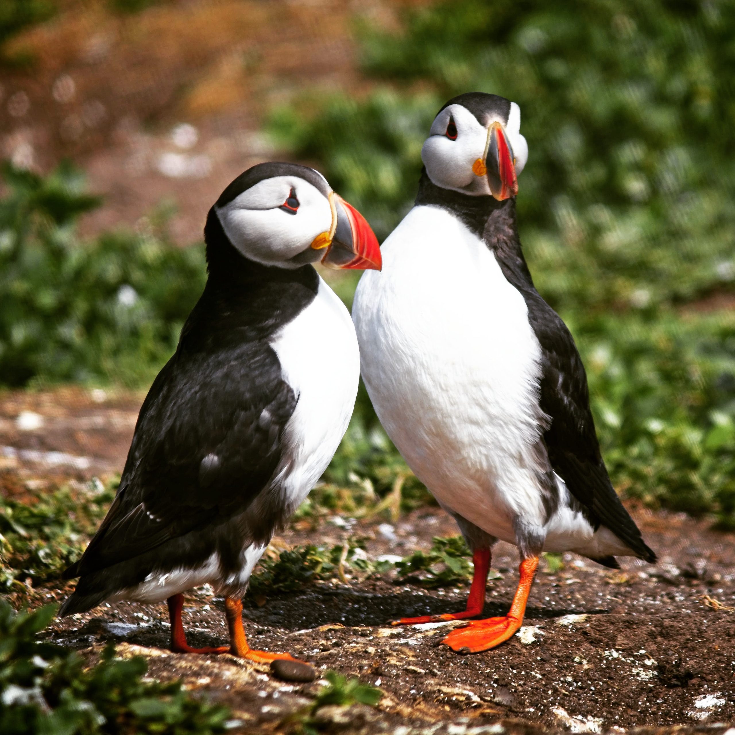 Puffins Skomer Island