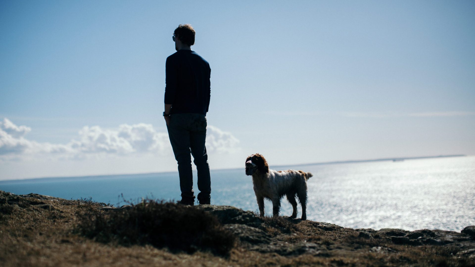 dog-on-whitesands