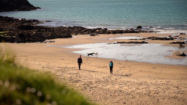 Beach Dogs