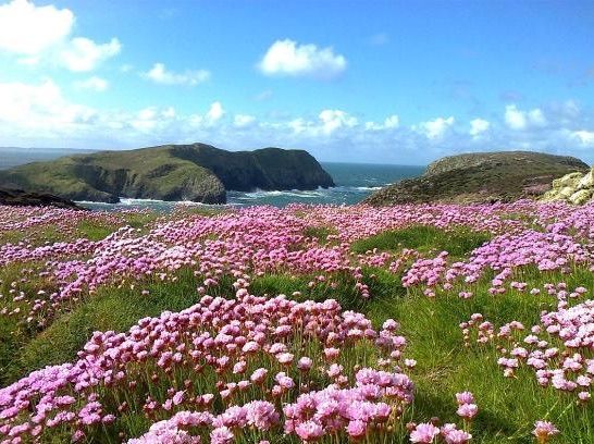 Ysgol Fach St Davids Flowers 