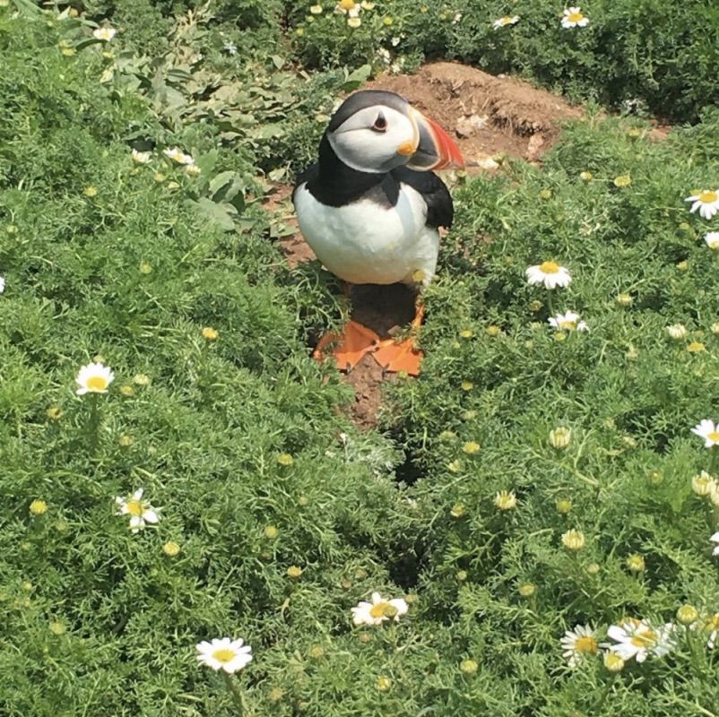 Yr Hen Laethdy Near St Davids Puffin 