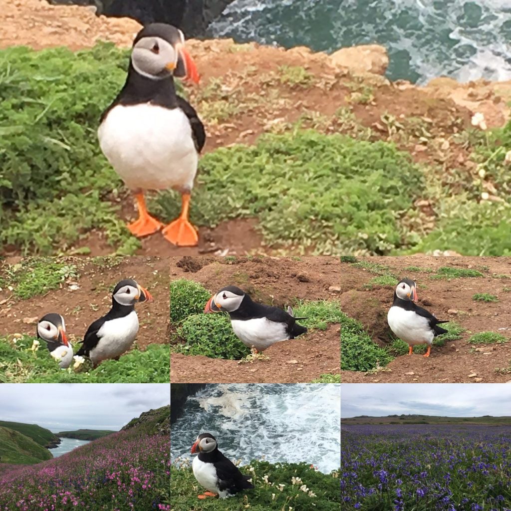 Puffins