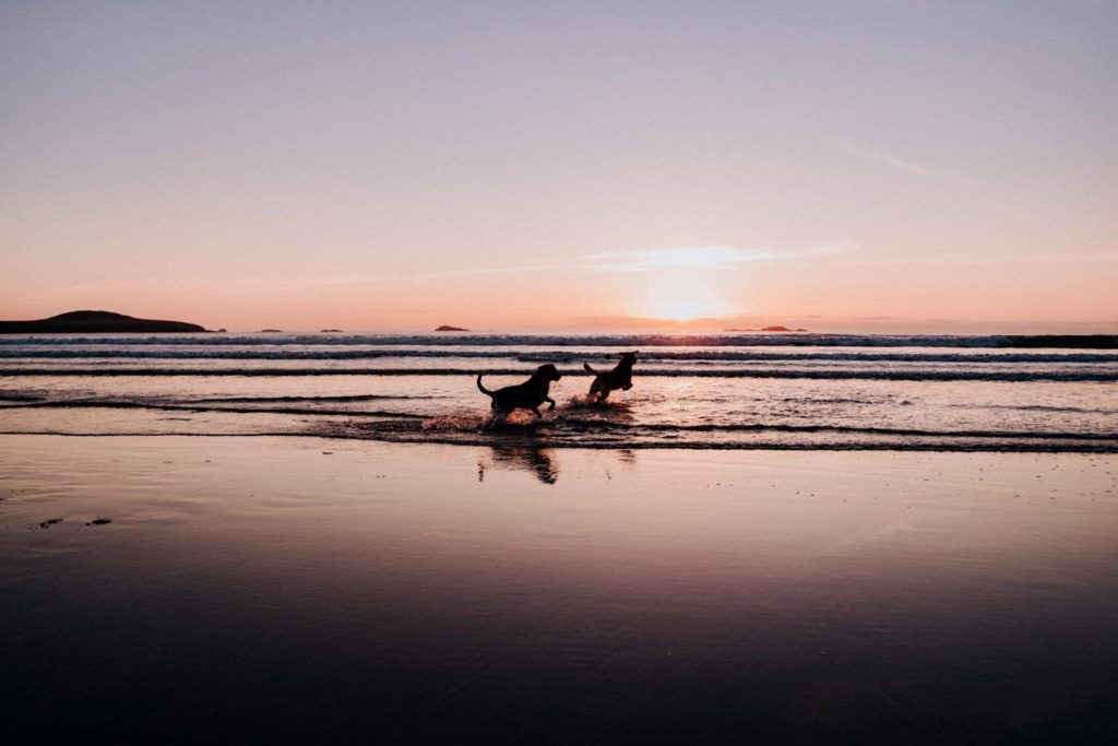 Whitesands Beach St Davids Dogs Sunset