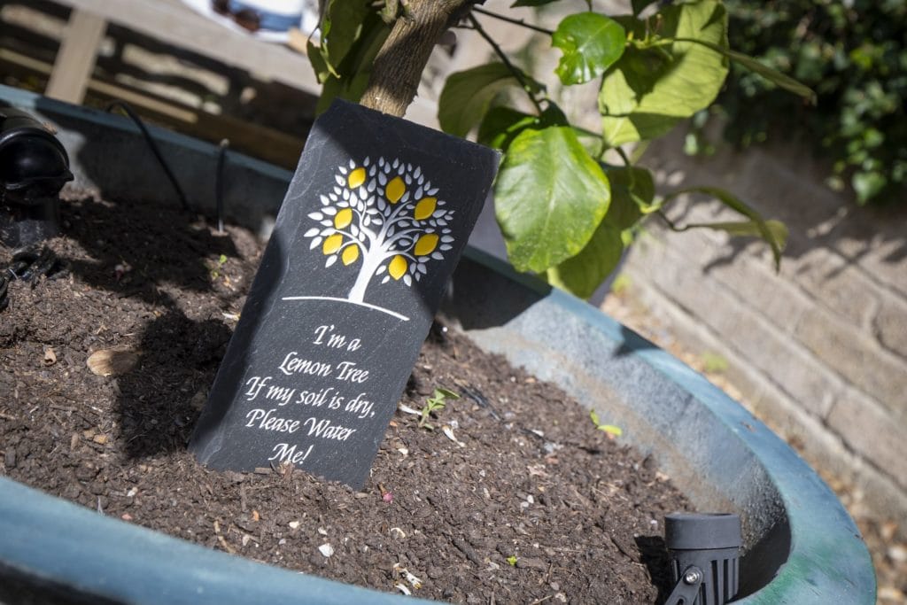 Lemon Tree Cottage image